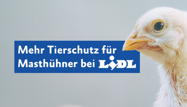 Banner Erfolg Lidl