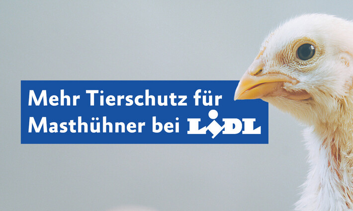 Banner Erfolg Lidl