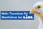 Banner Erfolg Lidl