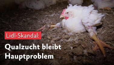 Banner Lidl Fleischskandal Österreich