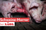 blutige Schweine