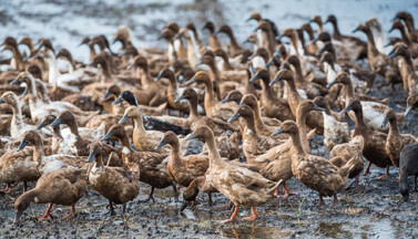 Enten