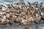 Enten