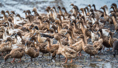 Enten
