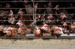 Hühner in Käfigen