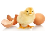 Mondelez bald ohne Käfigeier: Küken mit Eierschale