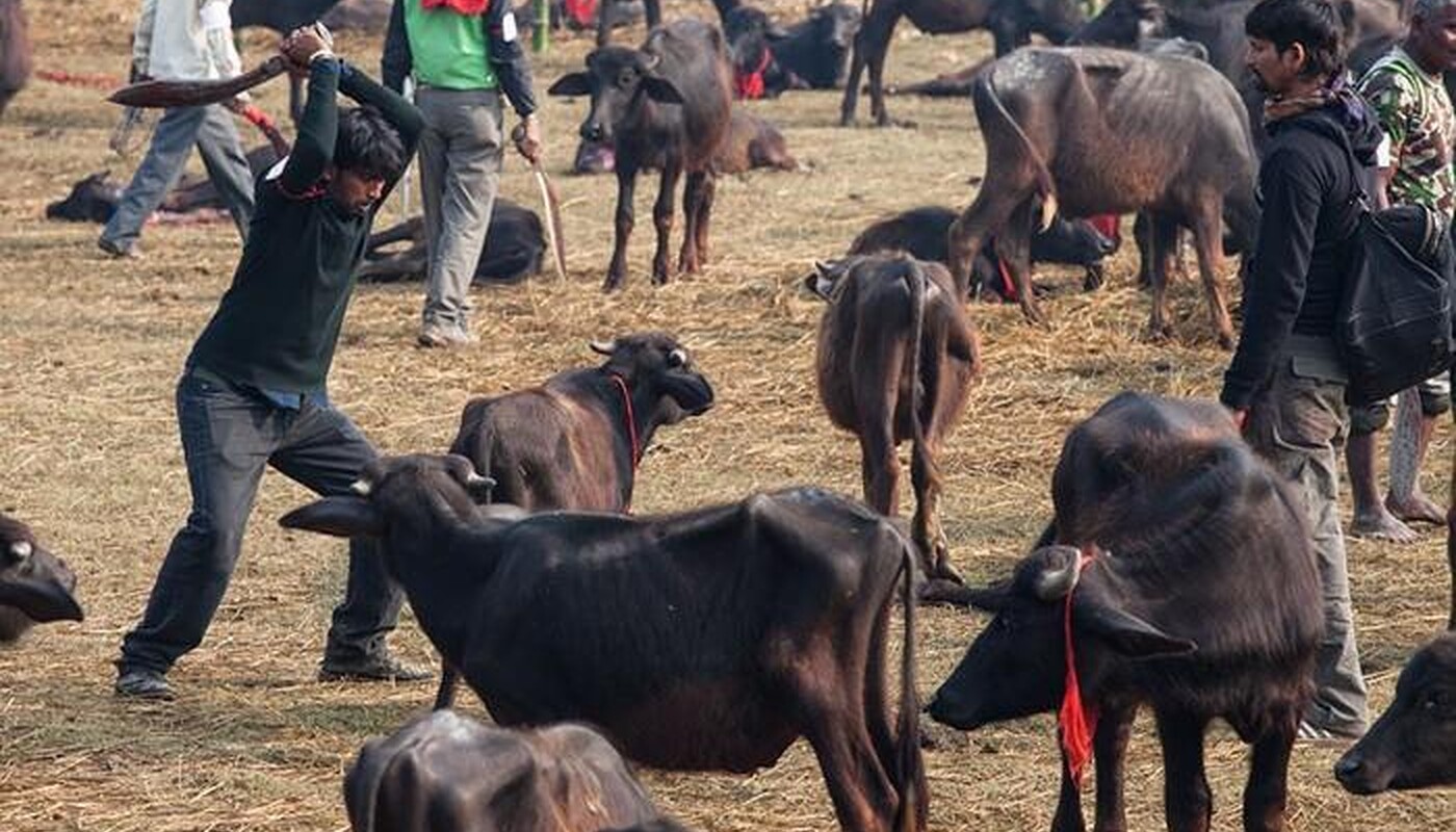 Gadhimai Schlachtfest 2014