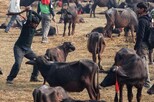 Gadhimai Schlachtfest 2014