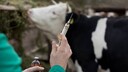 Tierarzt mit Spritze