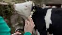 Tierarzt mit Spritze