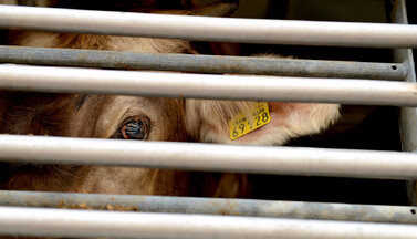 Rind auf Tiertransport