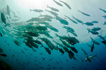Fische