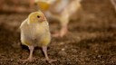 Huhn Mast (Flatfeed shutterstock)