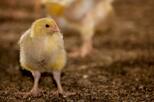 Huhn Mast (Flatfeed shutterstock)