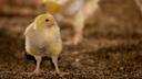 Huhn Mast (Flatfeed shutterstock)
