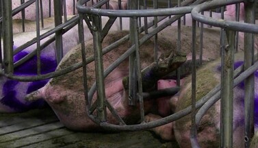 Zu enge Kastenstände - Standard in der Sauenhaltung