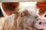 Schwein schaut mit Auge in die Kamera