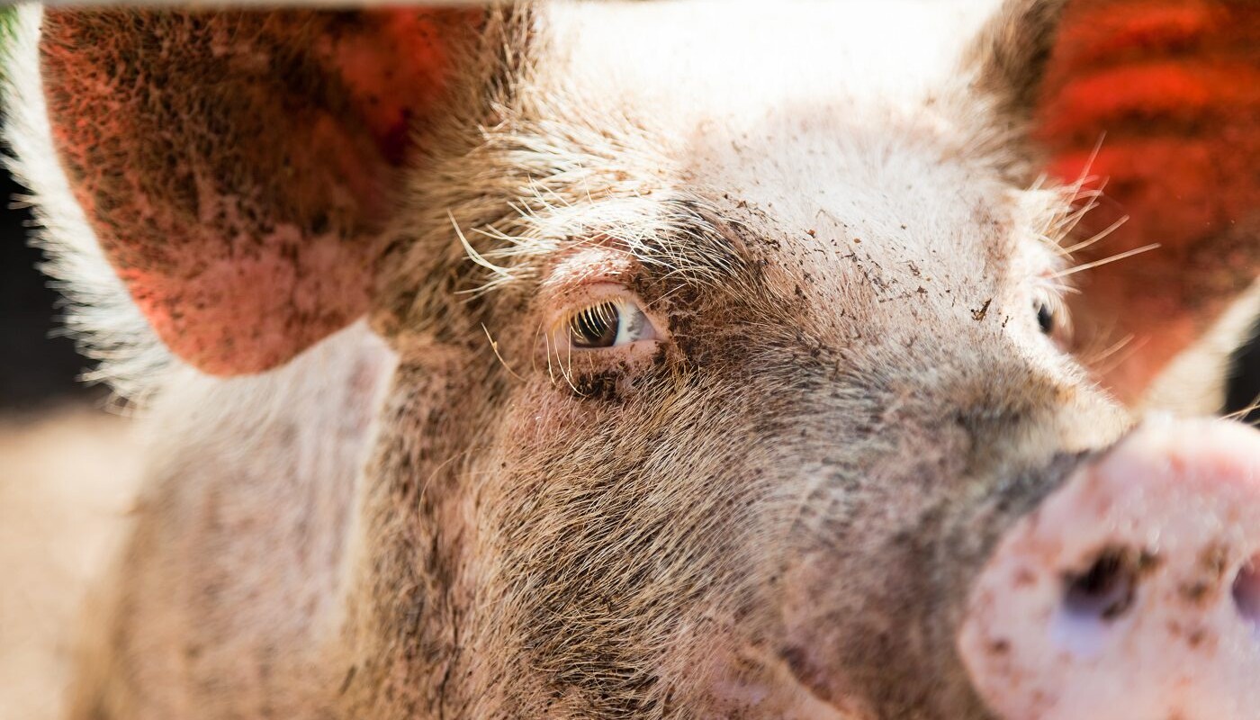 Schwein schaut mit Auge in die Kamera