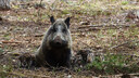 Wildschweine