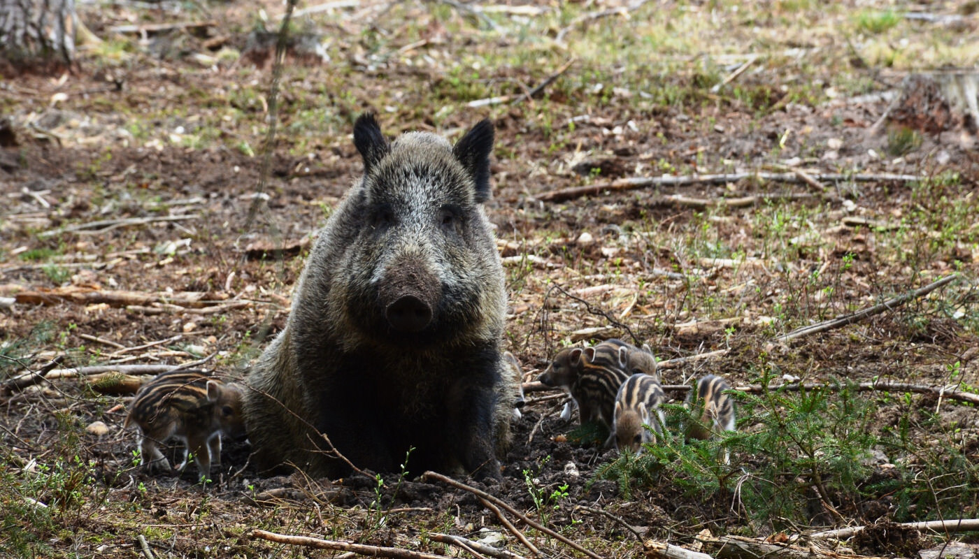 Wildschweine