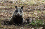 Wildschweine