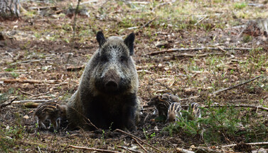 Wildschweine