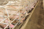 Schweine in Kastenständen