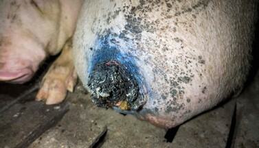 Schwein im Stall Schulze-Föcking