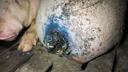 Schwein im Stall Schulze-Föcking