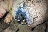 Schwein im Stall Schulze-Föcking