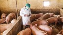 Tierarzt im Schweinestall