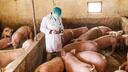 Tierarzt im Schweinestall