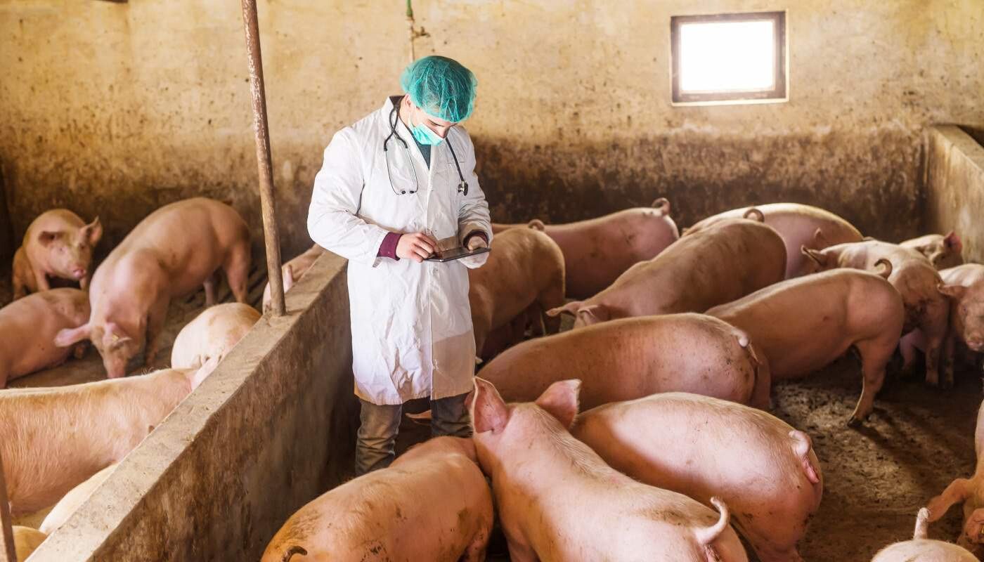 Tierarzt im Schweinestall