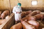 Tierarzt im Schweinestall