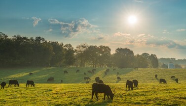 Rinder auf einer Weide.