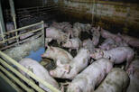 Mastschweine