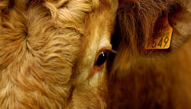 Bedingungen an Schlachthöfen: Rind