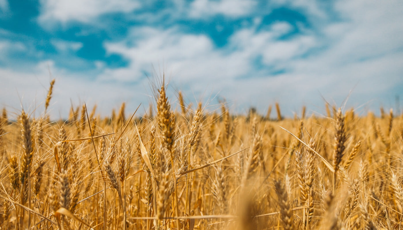 Getreidefeld
