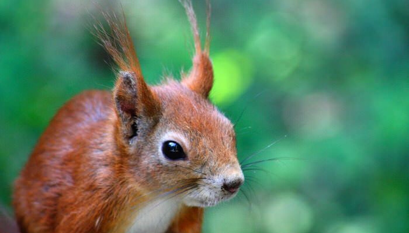 Tiernotfälle Wildtiere