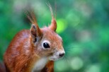 Tiernotfälle Wildtiere