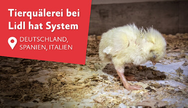 Masthuhnküken