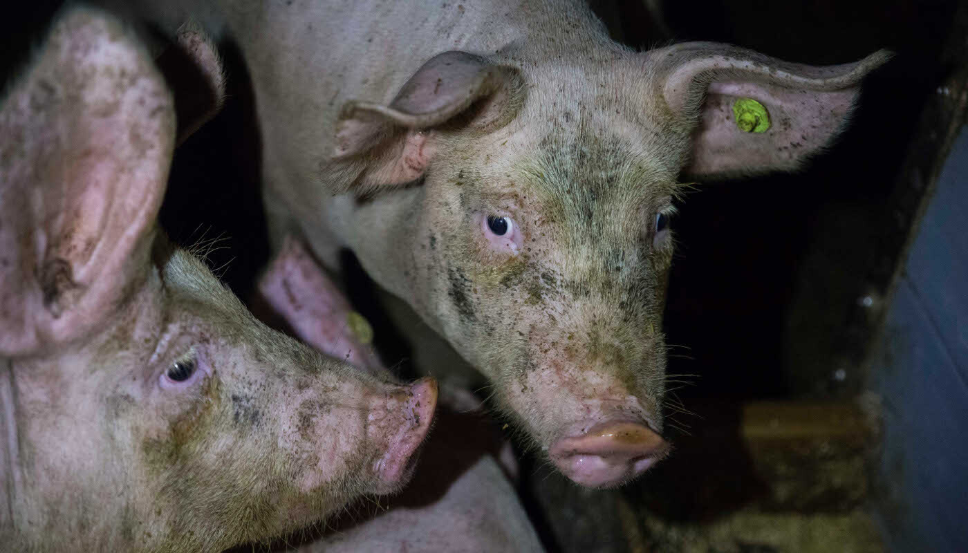 Tierqual im Stall von Agrarministerin