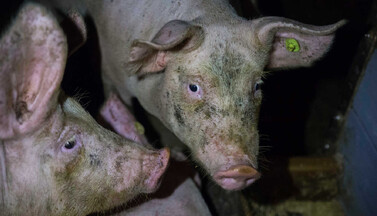 Tierqual im Stall von Agrarministerin