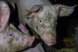 Tierqual im Stall von Agrarministerin