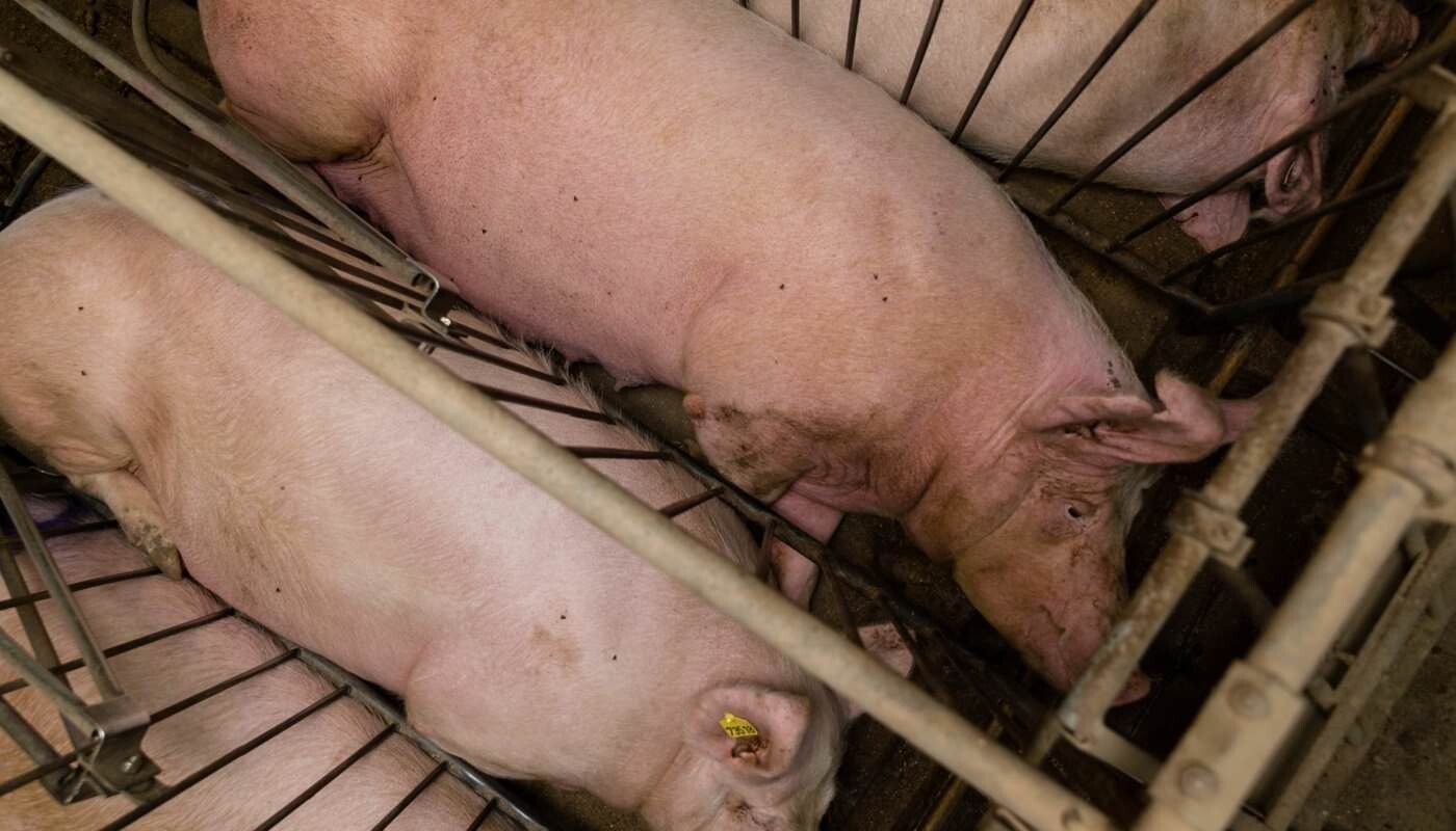 Schweine in Kastenständen