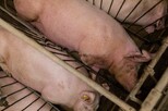 Schweine in Kastenständen