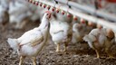 Huhn trinkt in Stall an Tränke