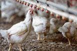 Huhn trinkt in Stall an Tränke