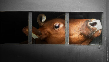 Petition: Tiertransporte in Drittstaaten stoppen!