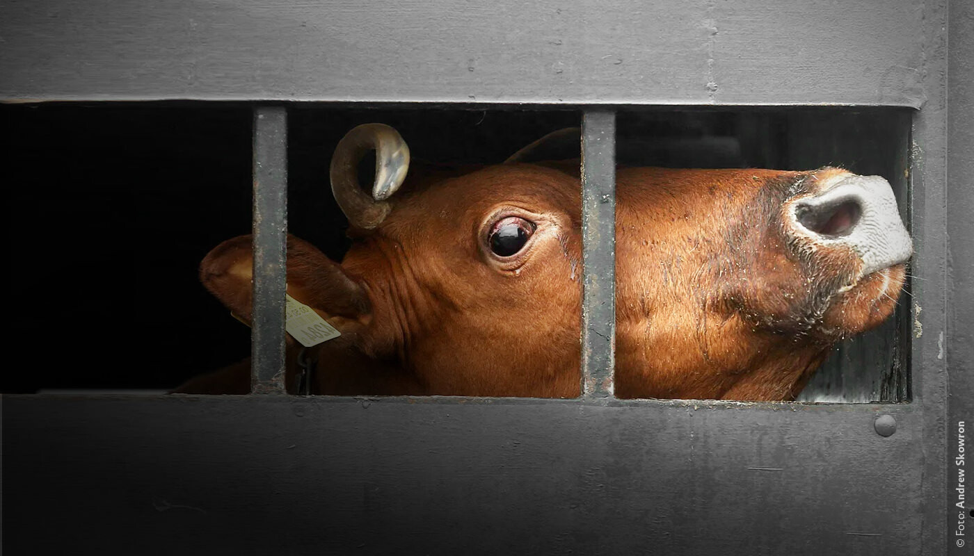Petition: Tiertransporte in Drittstaaten stoppen!